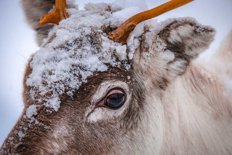 Detailed portrait of a reindeer's eye and antlers covered in snow, captured in winter.