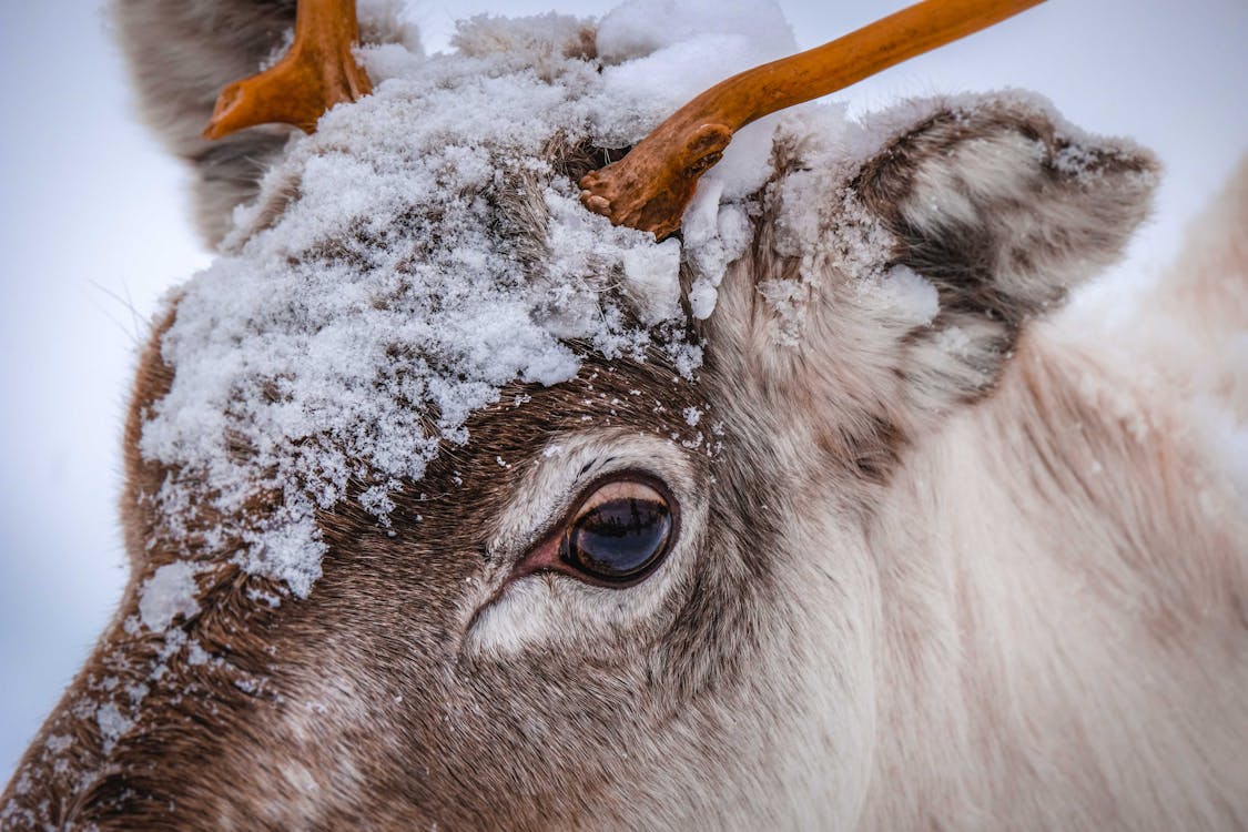 Un Cerf Avec De La Neige Sur Sa Tête