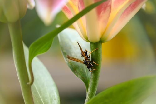 Free Macro shot of a wasp perched on a tulip in a garden setting, illustrating nature's intricate harmony. Stock Photo