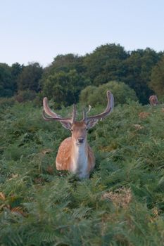 A fallow deer with antlers standing amidst green ferns in a dense forest setting.