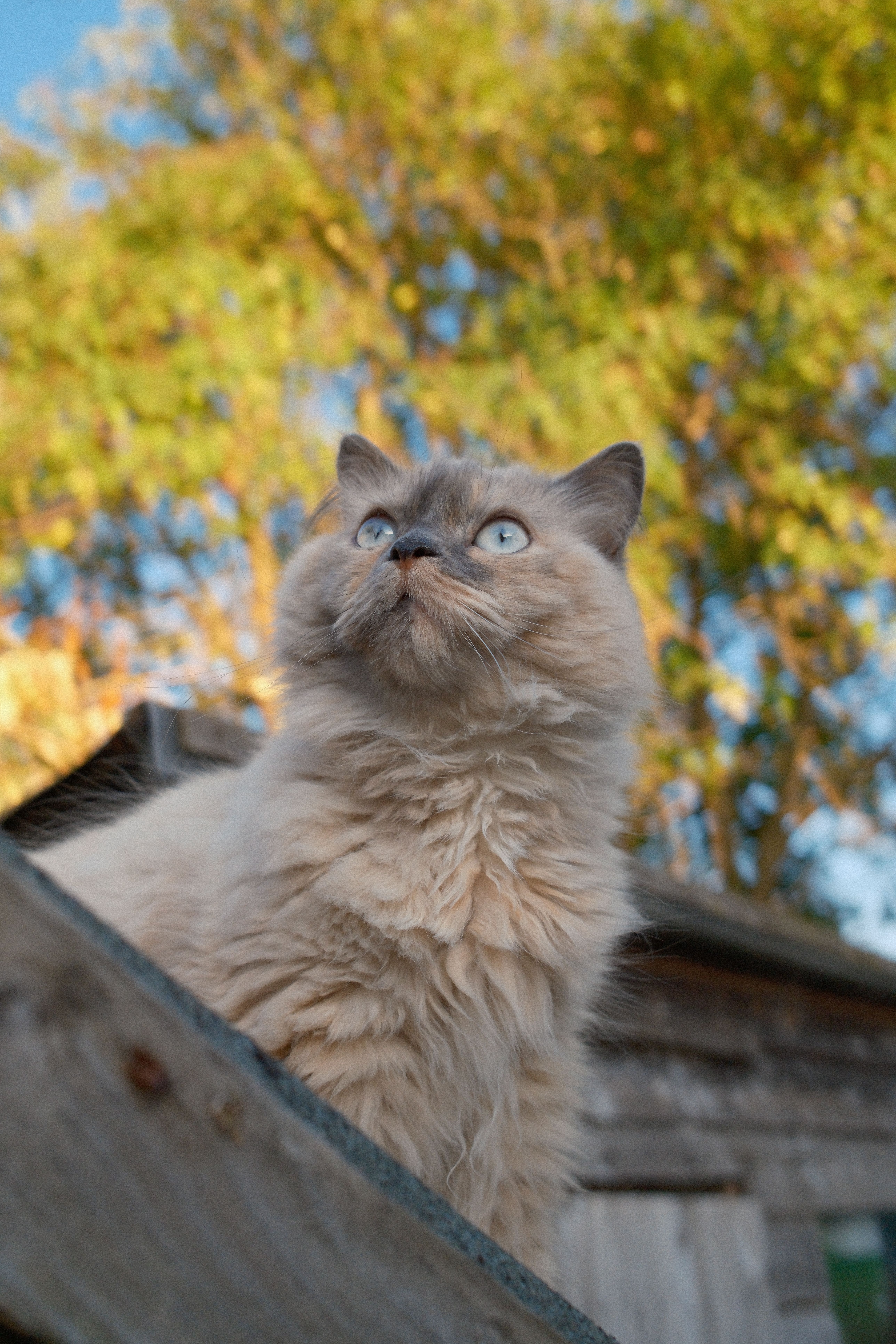 A fluffy cat with bright blue eyes gazes upwards against a sunny, autumnal backdrop.