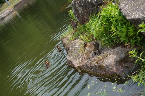 Free stock photo of baby duck, brown duck, chick Stock Photo