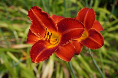 Free Close-up of two vibrant red daylilies in full bloom surrounded by lush green leaves. Stock Photo