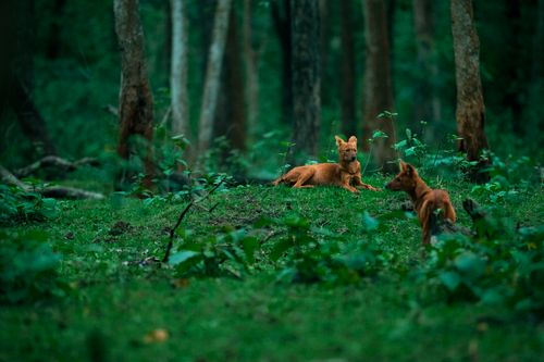 Free stock photo of animal, carnivore, forest Stock Photo