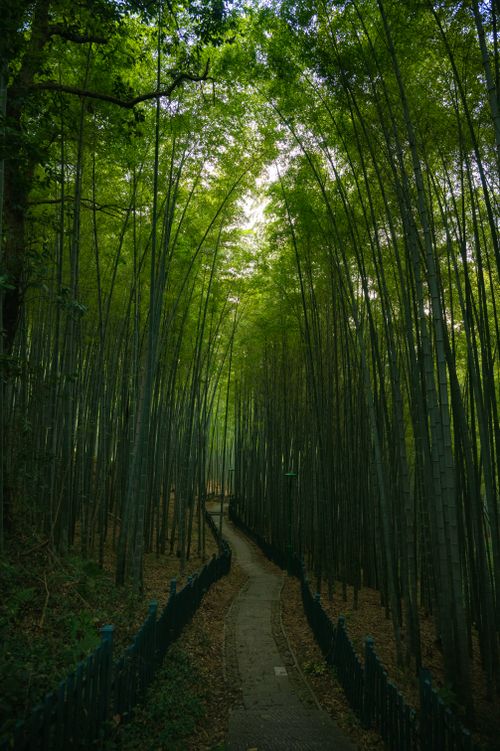 Free Enchanting bamboo forest pathway, showcasing tranquility and nature's beauty. Stock Photo