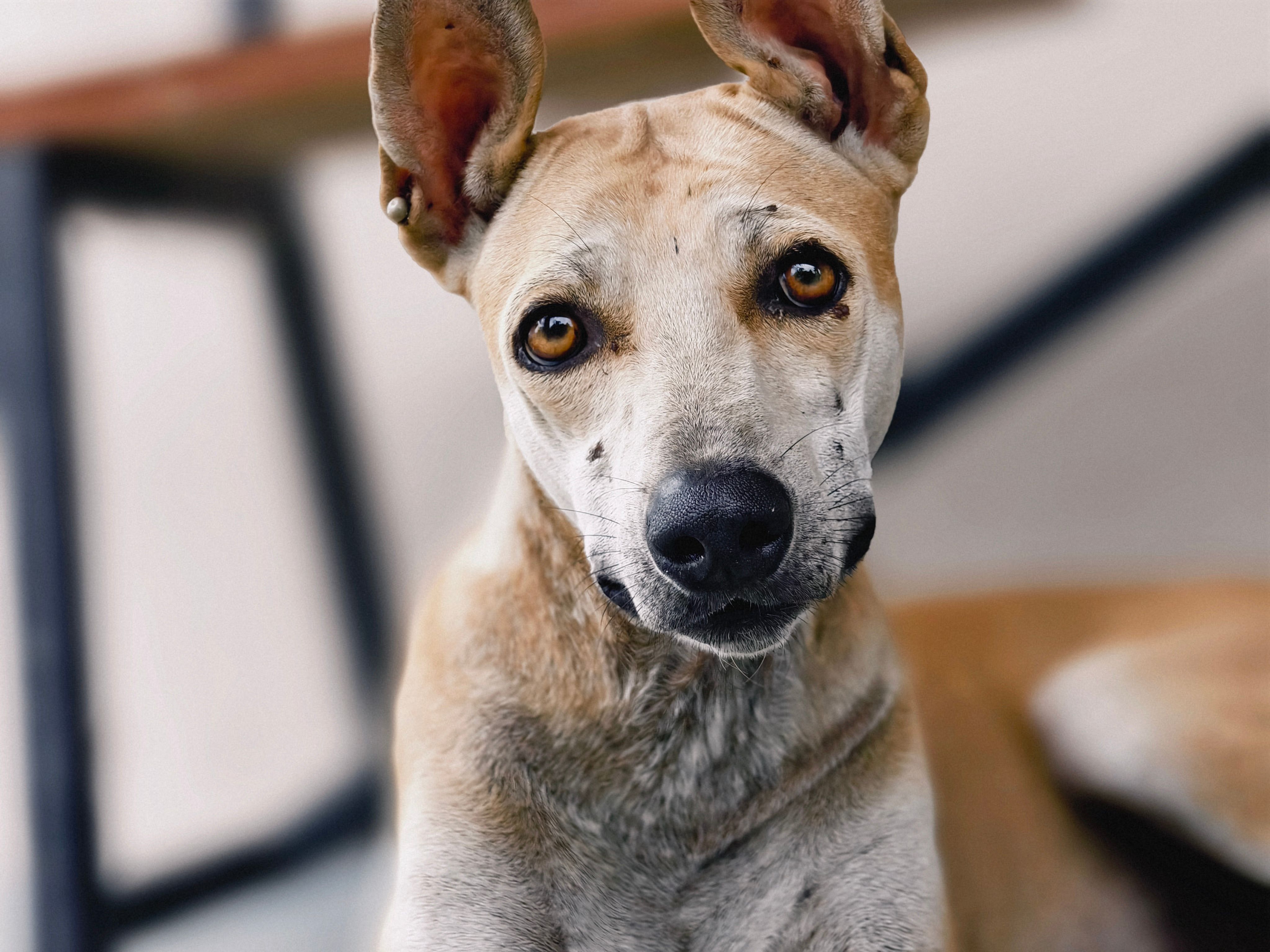 Veterinarian examining a dog during a checkup