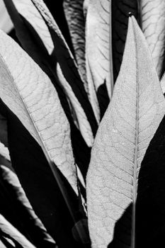 High contrast black and white close-up of abstract leaf patterns highlighting texture and shadows.