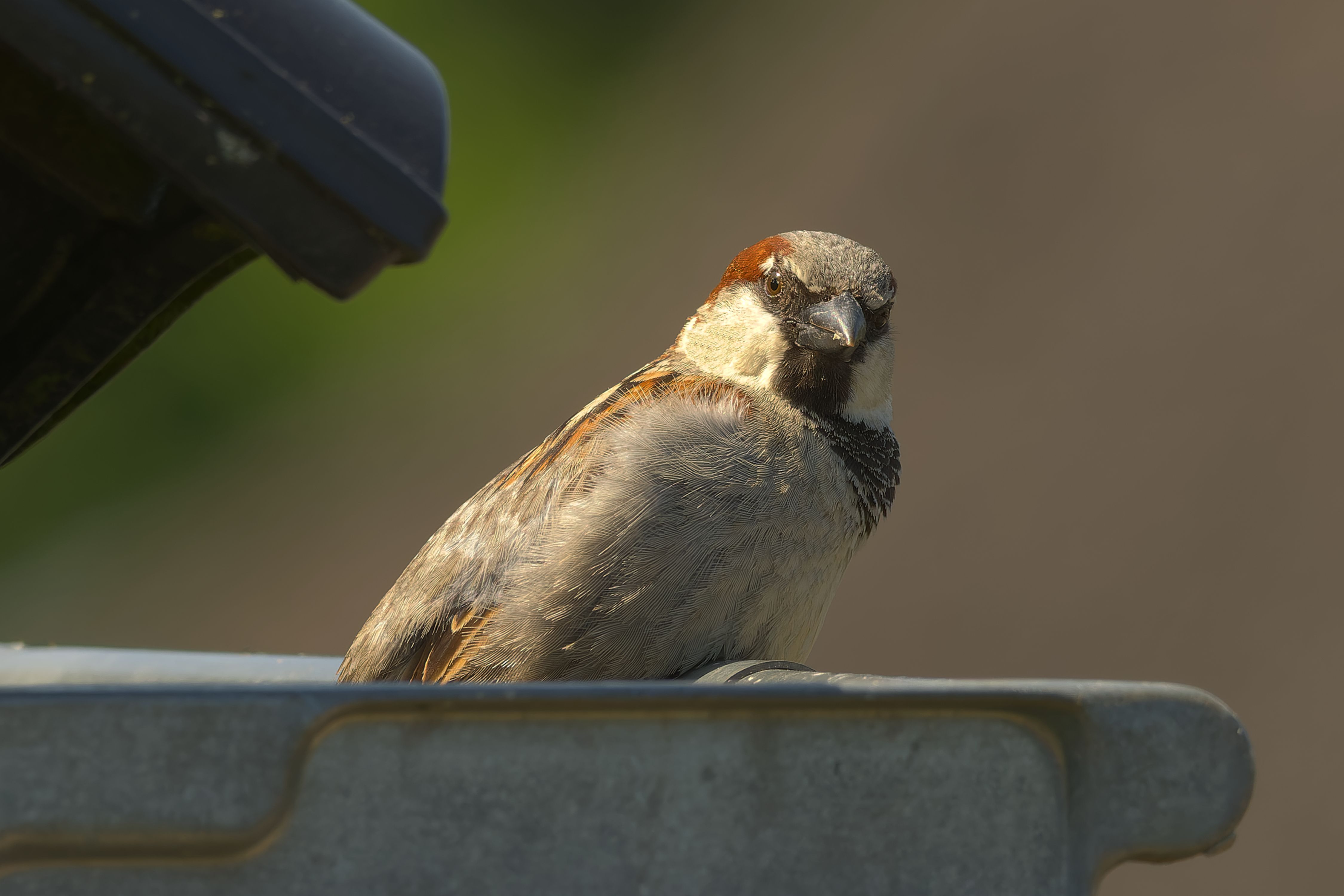 A detailed close-up of a house sparrow resting on a surface outdoors in natural light.