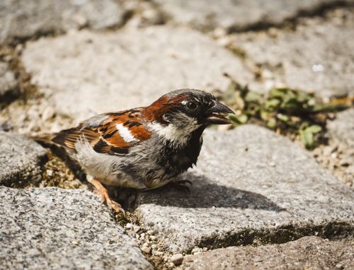 Free A detailed close-up of a house sparrow perched on cobblestone in natural light. Stock Photo