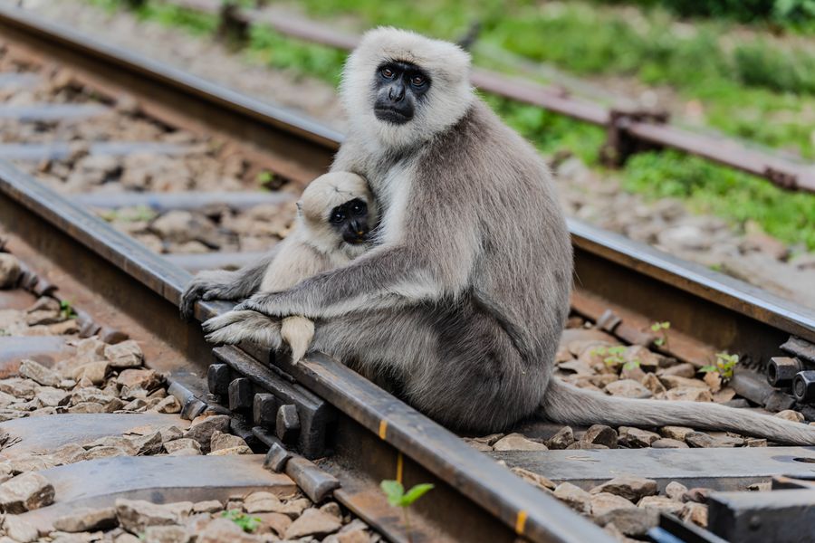 Gray langur mother holding her baby on railway tracks, showcasing a tender, protective moment.