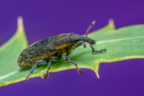 Free Detailed macro photograph of a weevil on a vibrant green leaf with a purple bokeh background. Stock Photo