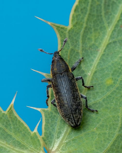 Free Close-up of a weevil on a leaf showcasing intricate details in Valencia, Spain. Stock Photo