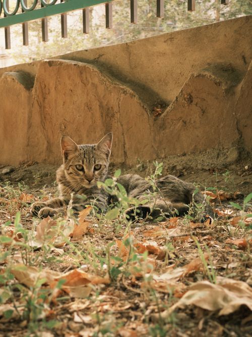 Free A relaxed tabby cat lounging on a grassy area with scattered autumn leaves. Stock Photo