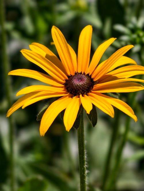 Free Close-up of a vibrant Black-eyed Susan flower in full bloom during a sunny day in Almaty, Kazakhstan. Stock Photo