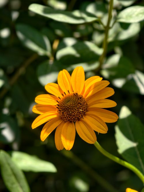 Free Close-up of a vibrant yellow daisy flower against lush green leaves, captured in natural sunlight. Stock Photo
