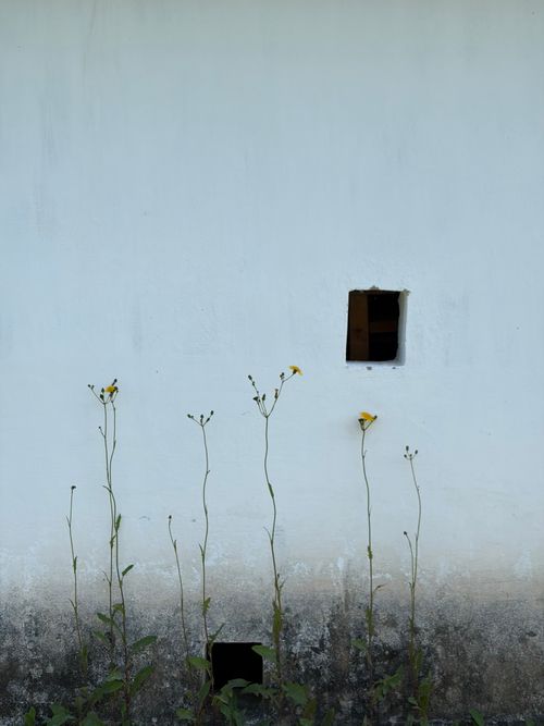 Free Simple minimalist wall with wildflowers and two dark openings, creating a serene, natural scene. Stock Photo