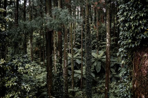 Free Explore the serene Yakushima forest with towering trees and rich, green undergrowth. Stock Photo