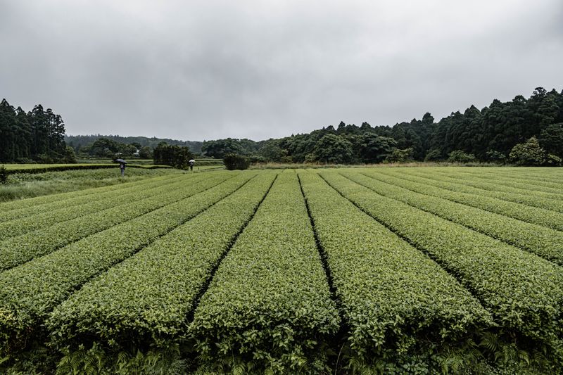 Wide view of a green tea plantation with rows of tea bushes in Japan