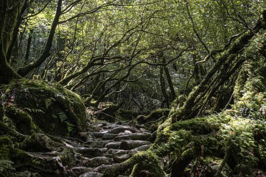 Iriomote jungle kayak — Okinawa