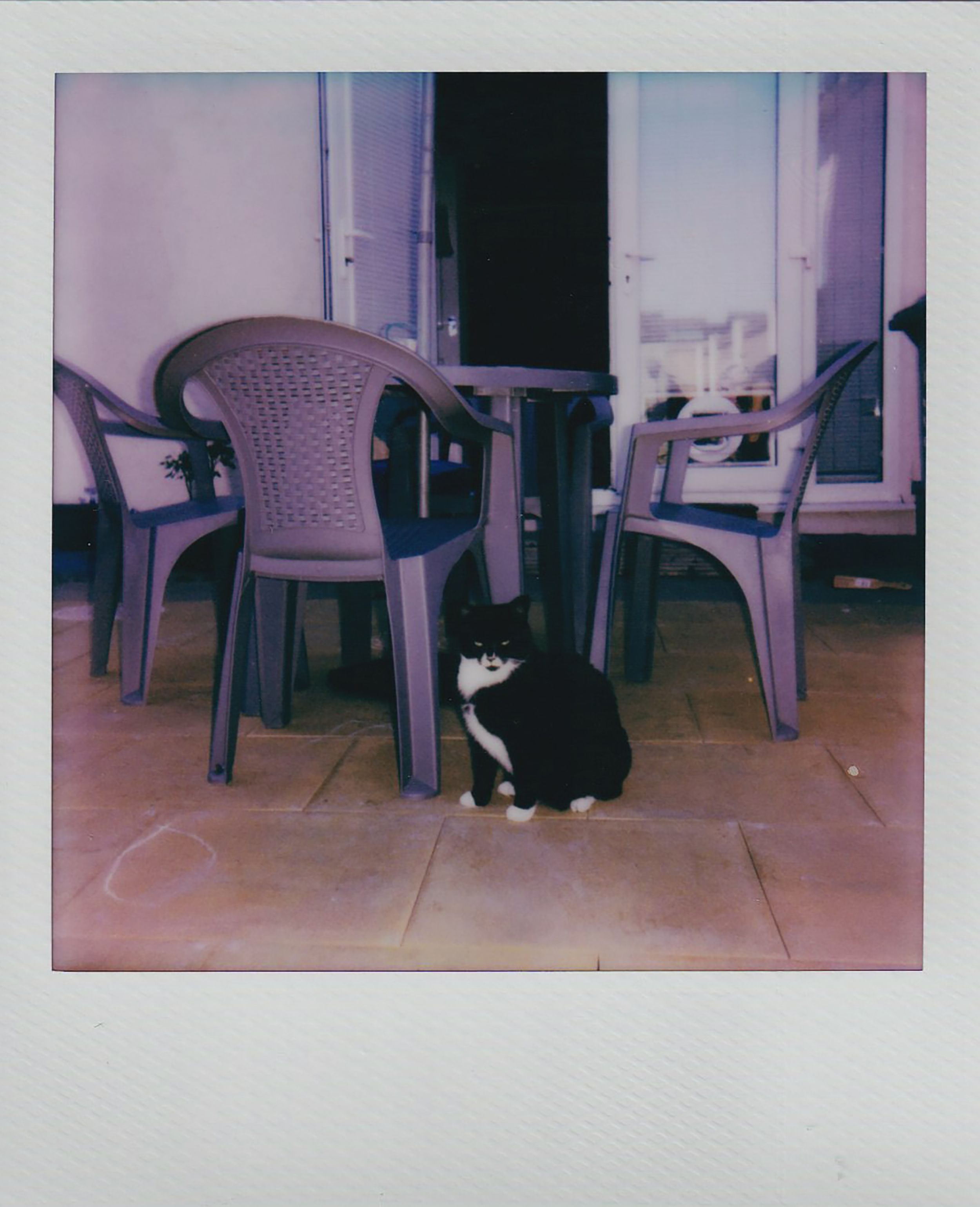 A black and white cat sits under outdoor chairs in polaroid style.