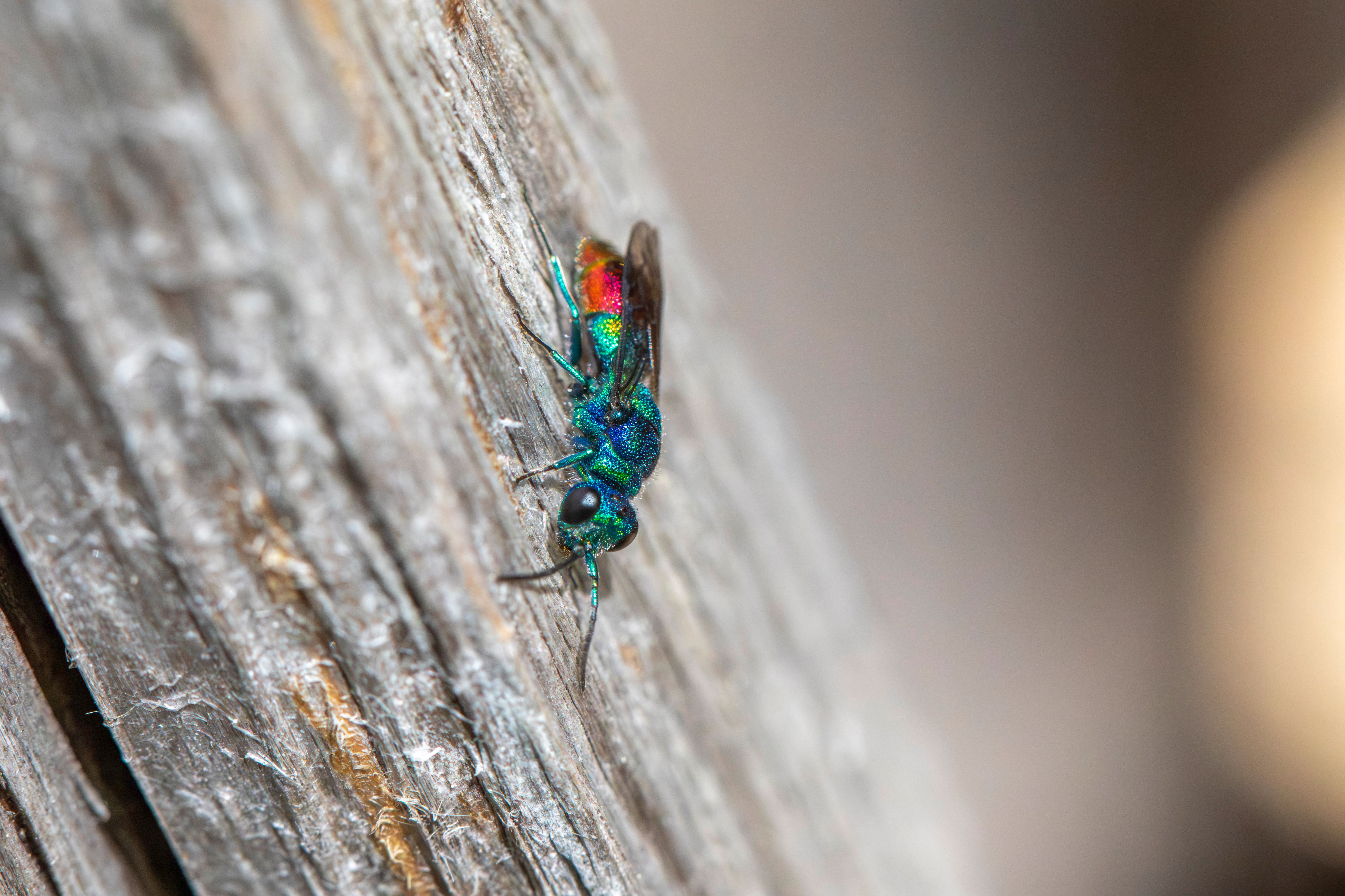 Close-up of a colorful cuckoo wasp resting on a wooden surface, displaying its vibrant iridescent exoskeleton.