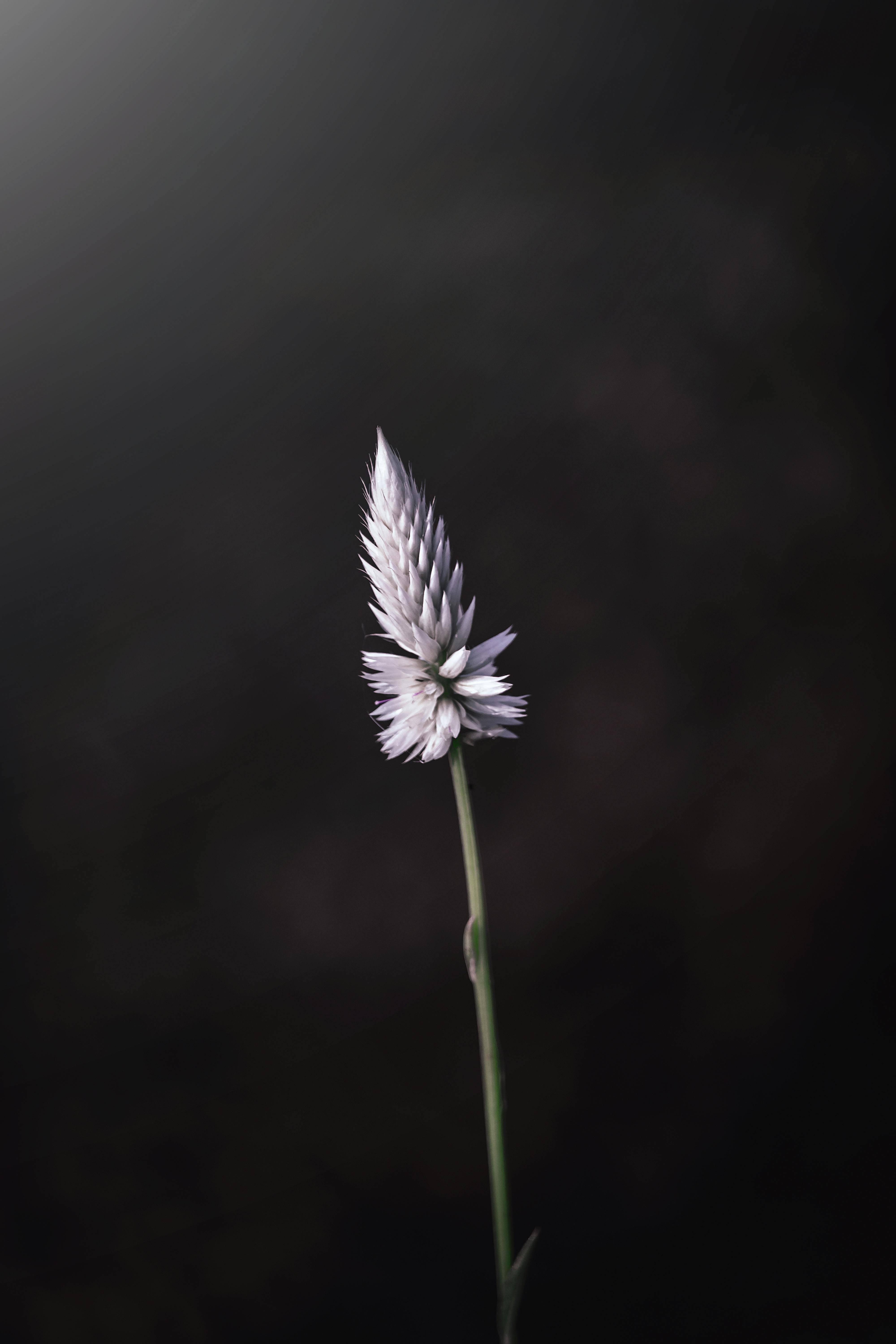 photo of a flower