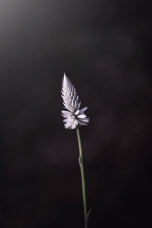 Foto Einer Blume