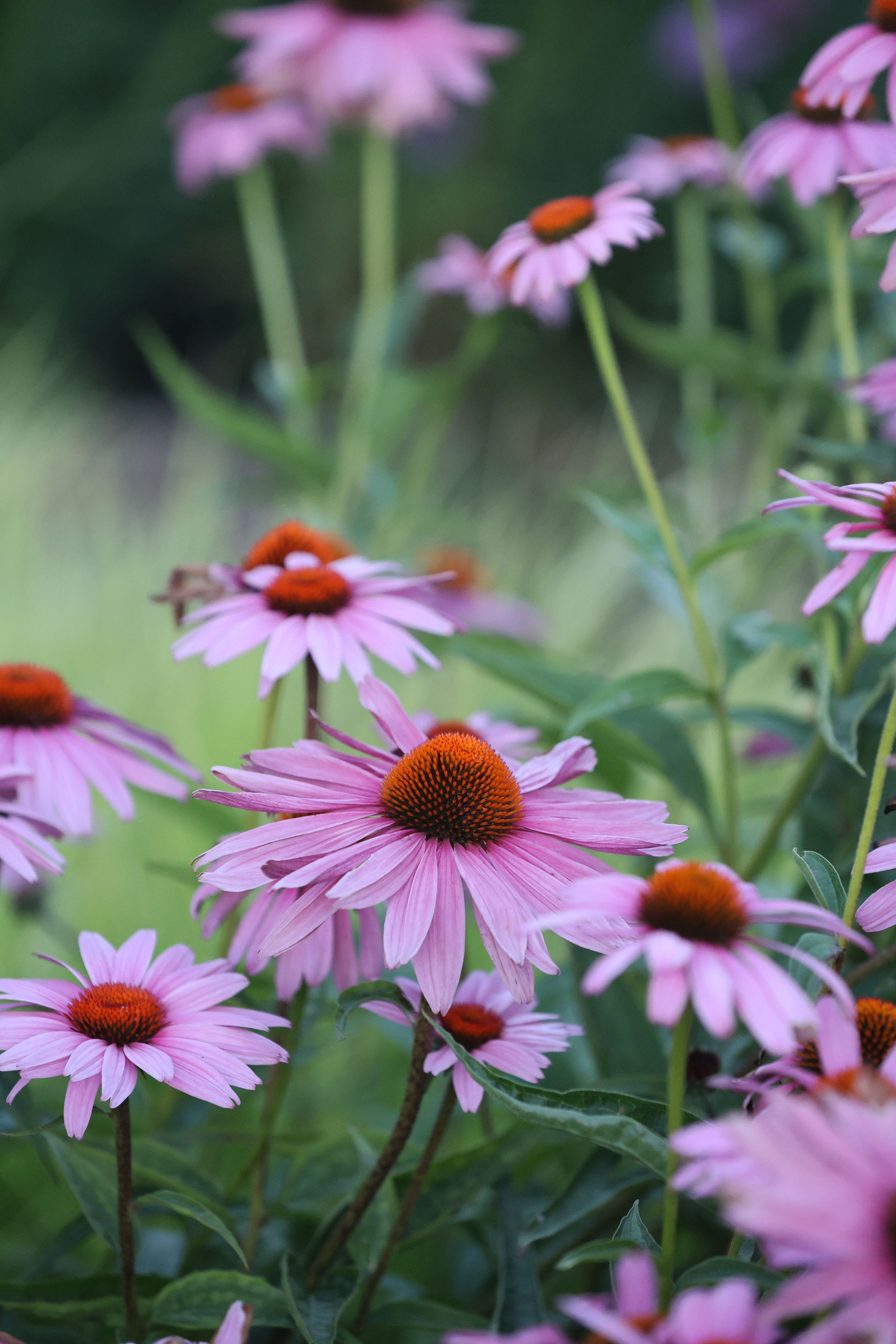 [ColoSach]-vibrant-pink-coneflowers-(echinacea)-blooming-in-a-lush-green-garden-setting.
