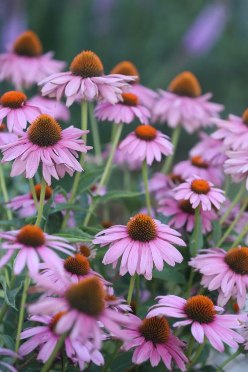 Free Cluster of vibrant pink coneflowers with green foliage in a natural setting. Stock Photo