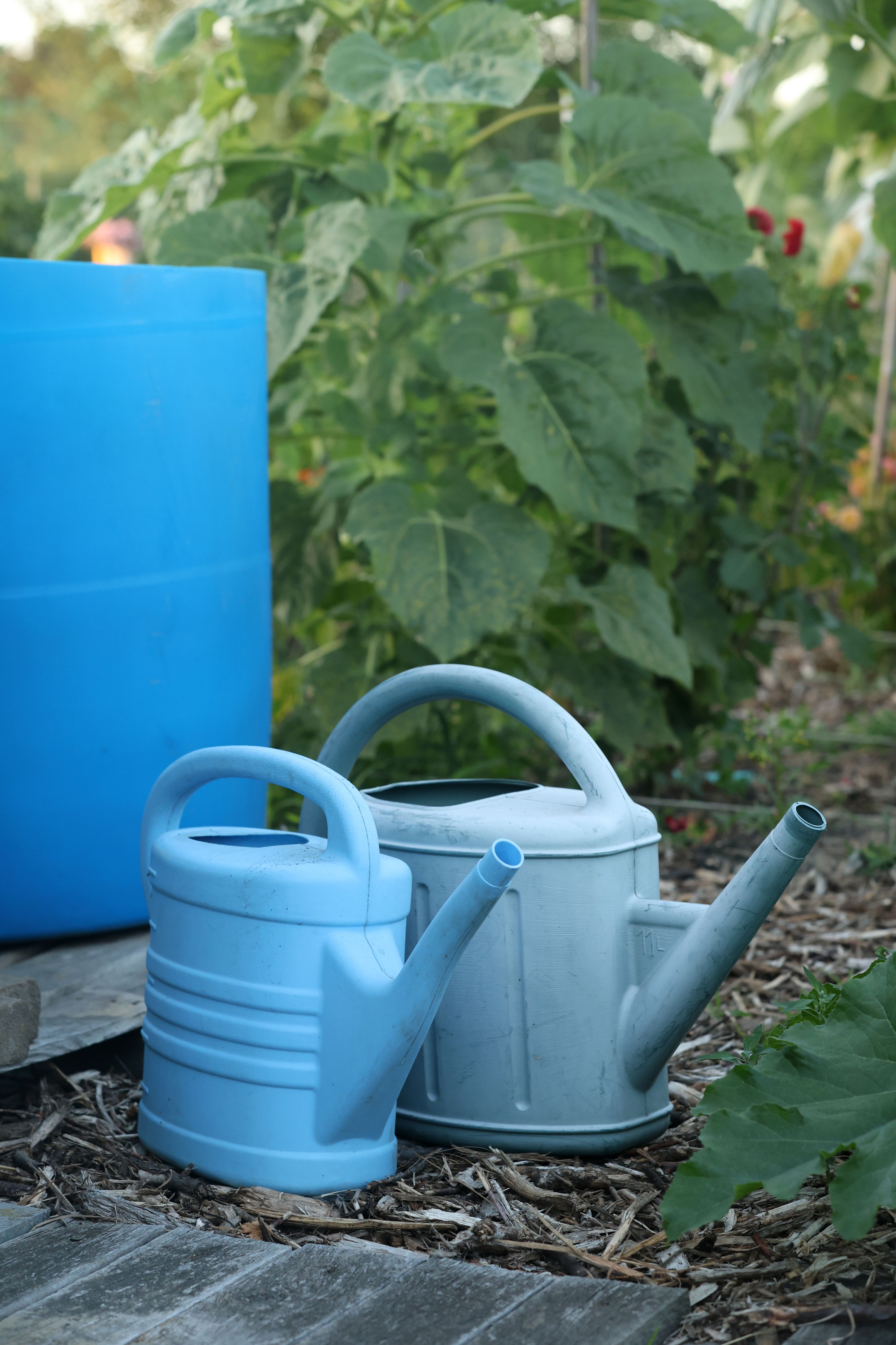 Two plastic watering cans in a vegetable garden with lush green foliage and a blue rain barrel.