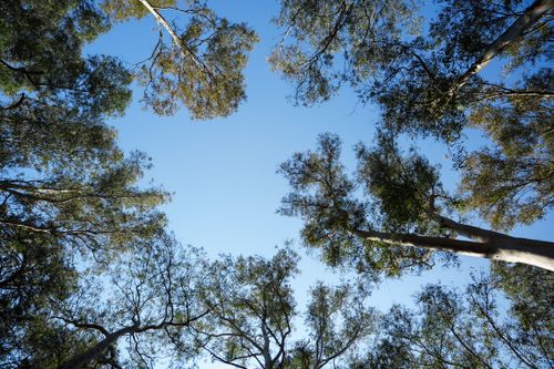 Free Captivating upward view of Eucalyptus trees in Marmaris, Türkiye, set against a vibrant blue sky. Stock Photo
