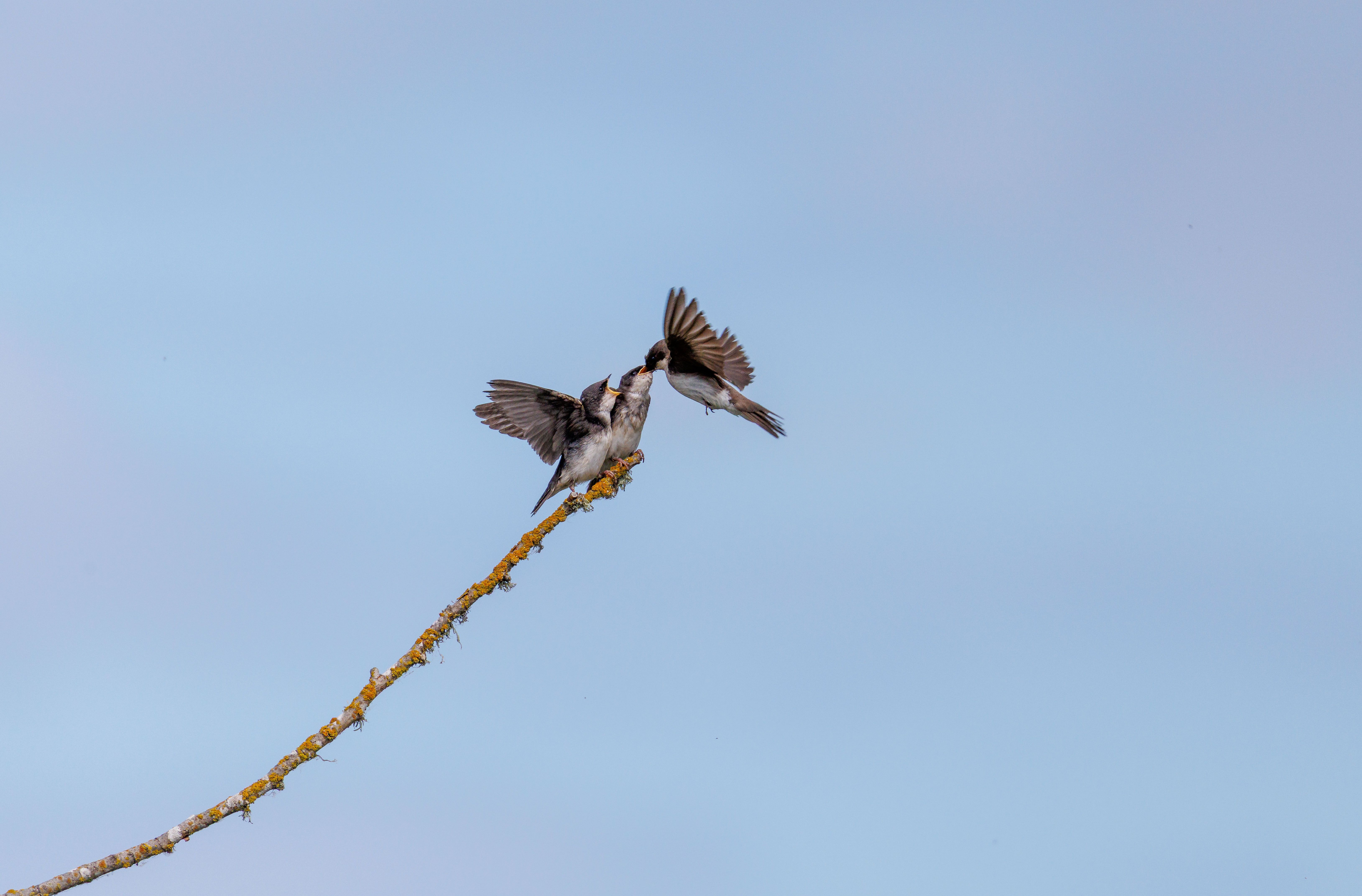bird photography bird canvas