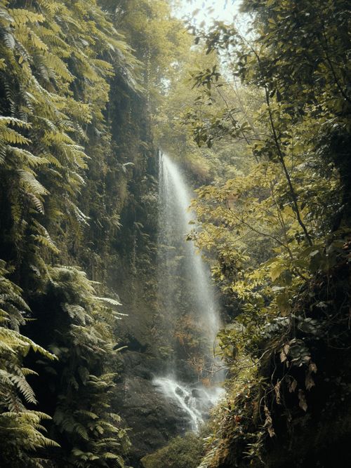 Free A picturesque waterfall cascades in a lush, verdant forest on La Palma, Murcia, Spain. Stock Photo