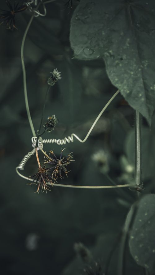 Free Detailed close-up of a twisting vine with dark moody leaves in the New Territories, Hong Kong. Stock Photo