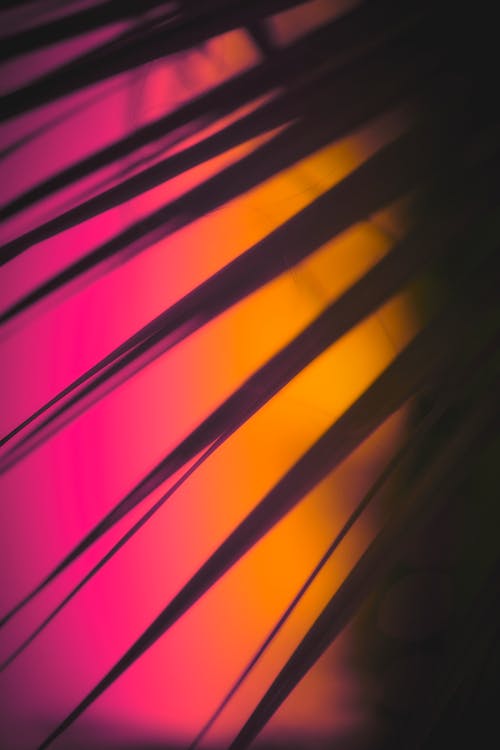 Silhouette of tropical plant leaves in dark room with colorful glowing neon illumination