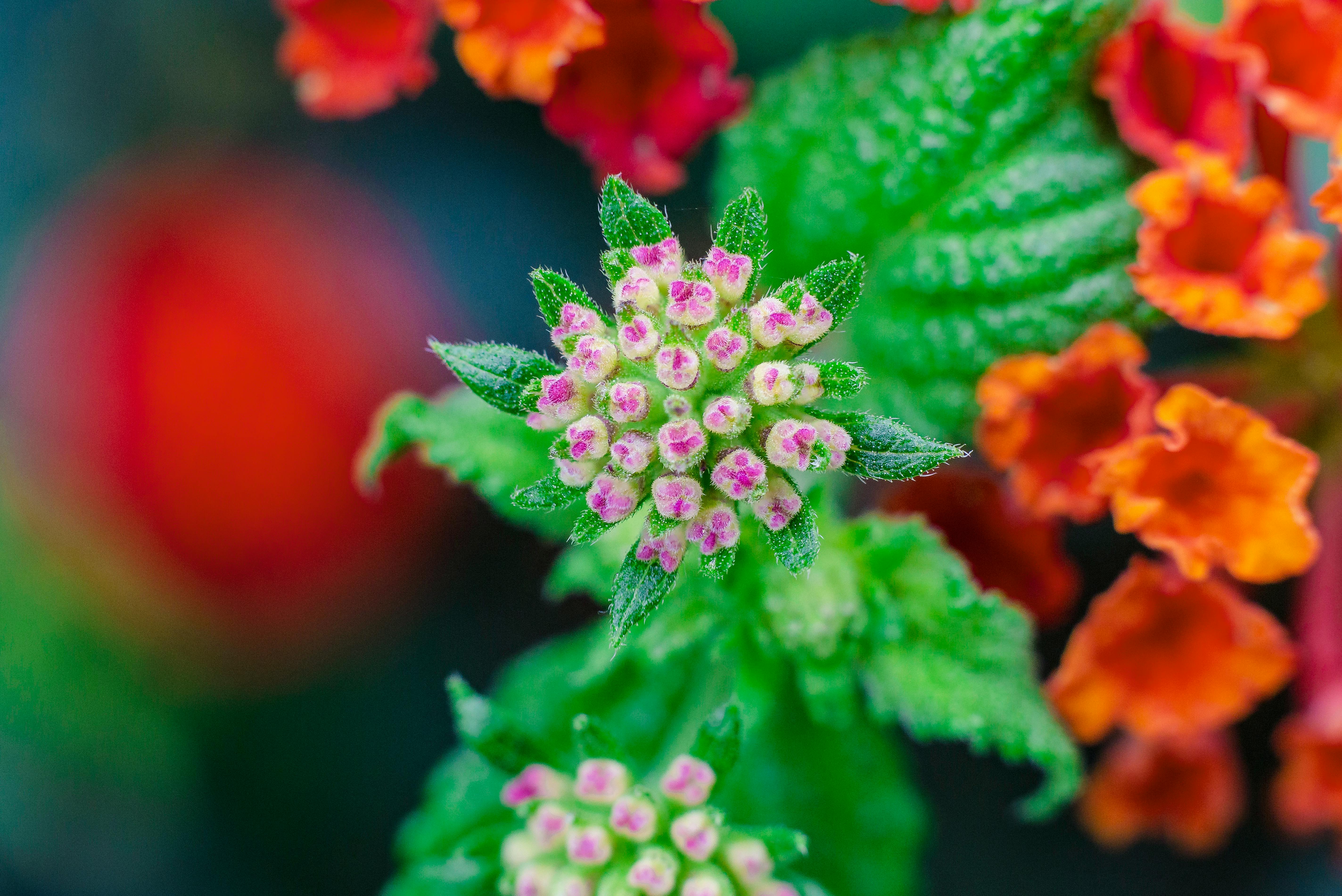一张生动的宏观照片捕捉了马丹花的复杂细节，突出了它们色彩缤纷的花瓣和郁郁葱葱的叶子