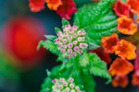 一张生动的宏观照片捕捉了马丹花的复杂细节，突出了它们色彩缤纷的花瓣和郁郁葱葱的叶子