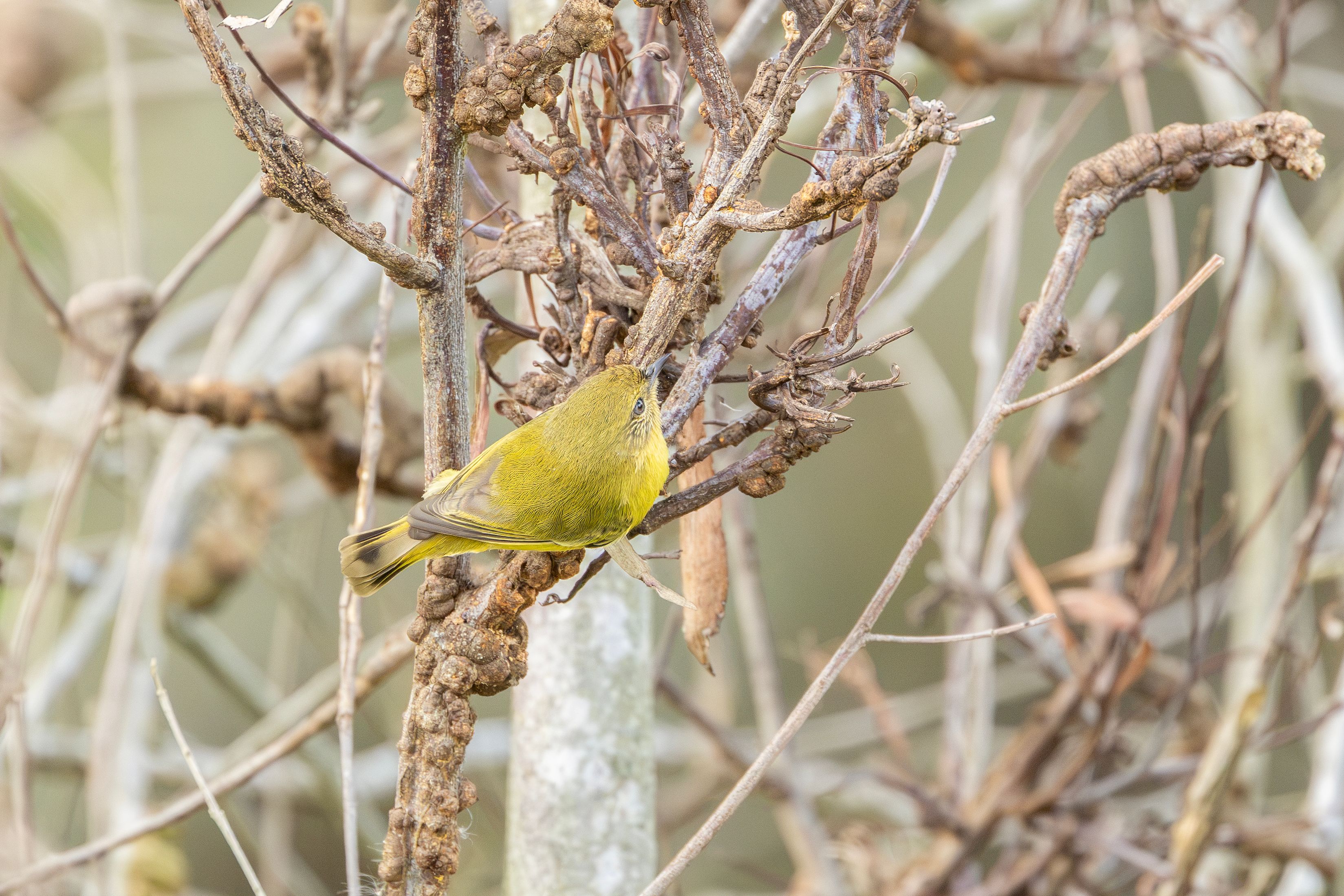 Close-up of a yellow thornbill clinging to twisted branches in Mount Annan, Australia.