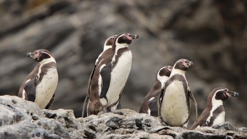 Free Group of Humboldt penguins standing on rocky shore with blurred background. Stock Photo