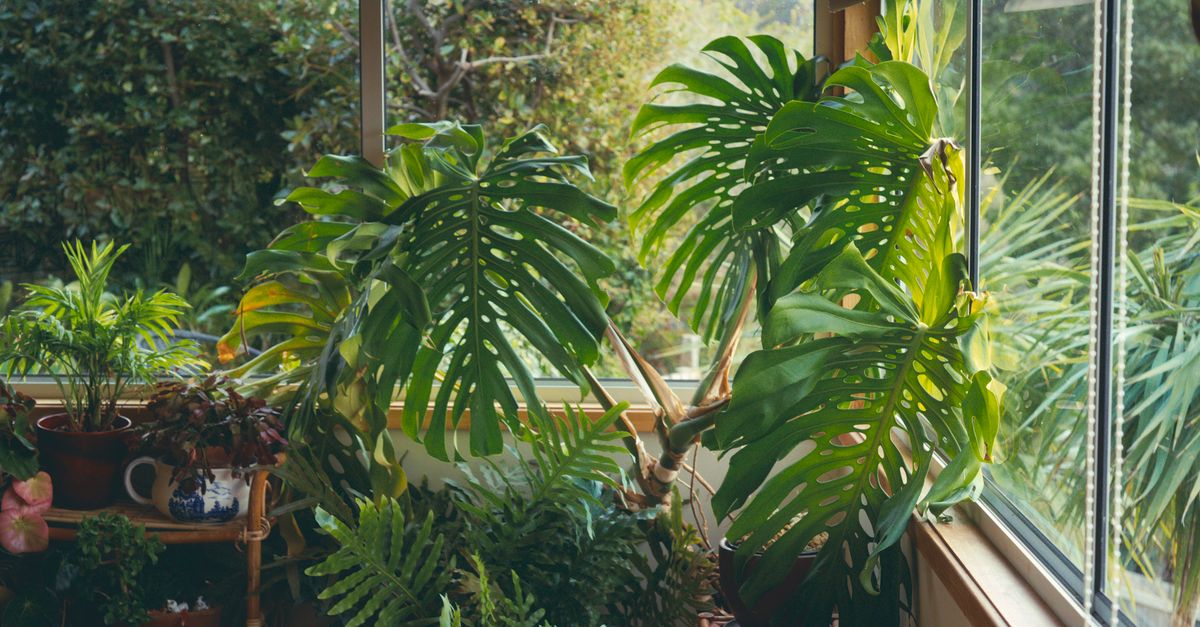 Cozy indoor garden featuring vibrant monstera plants and lush greenery by a bright window.
