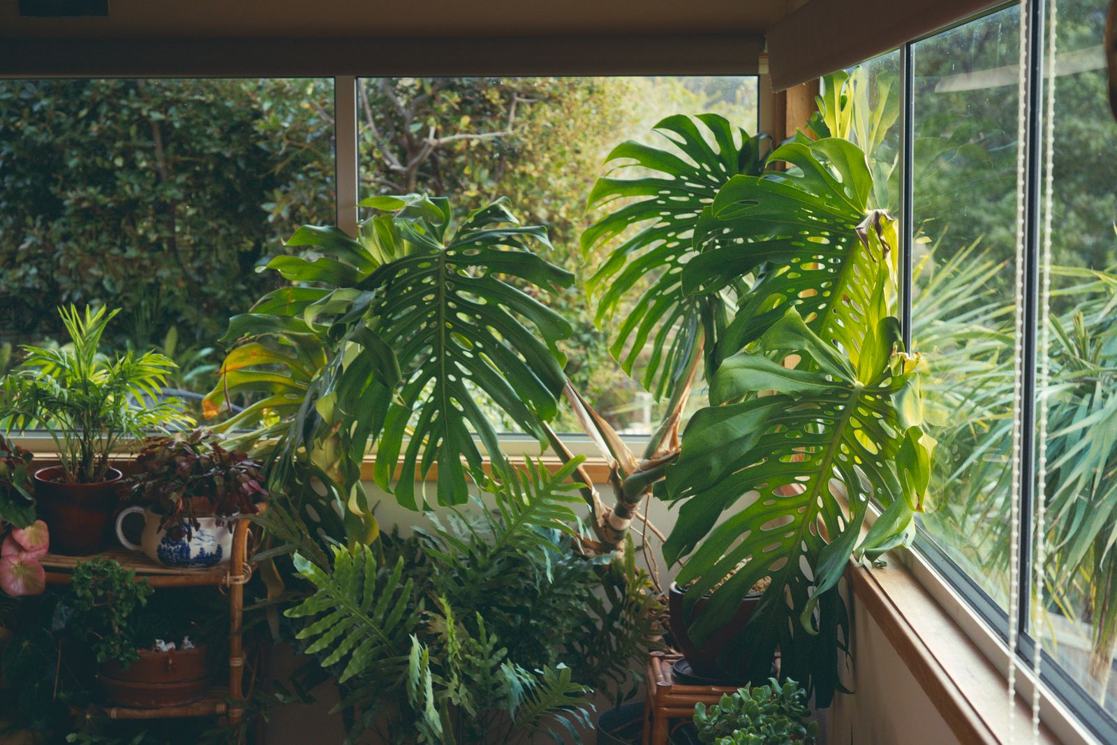 Plantenadvies interieur met planten