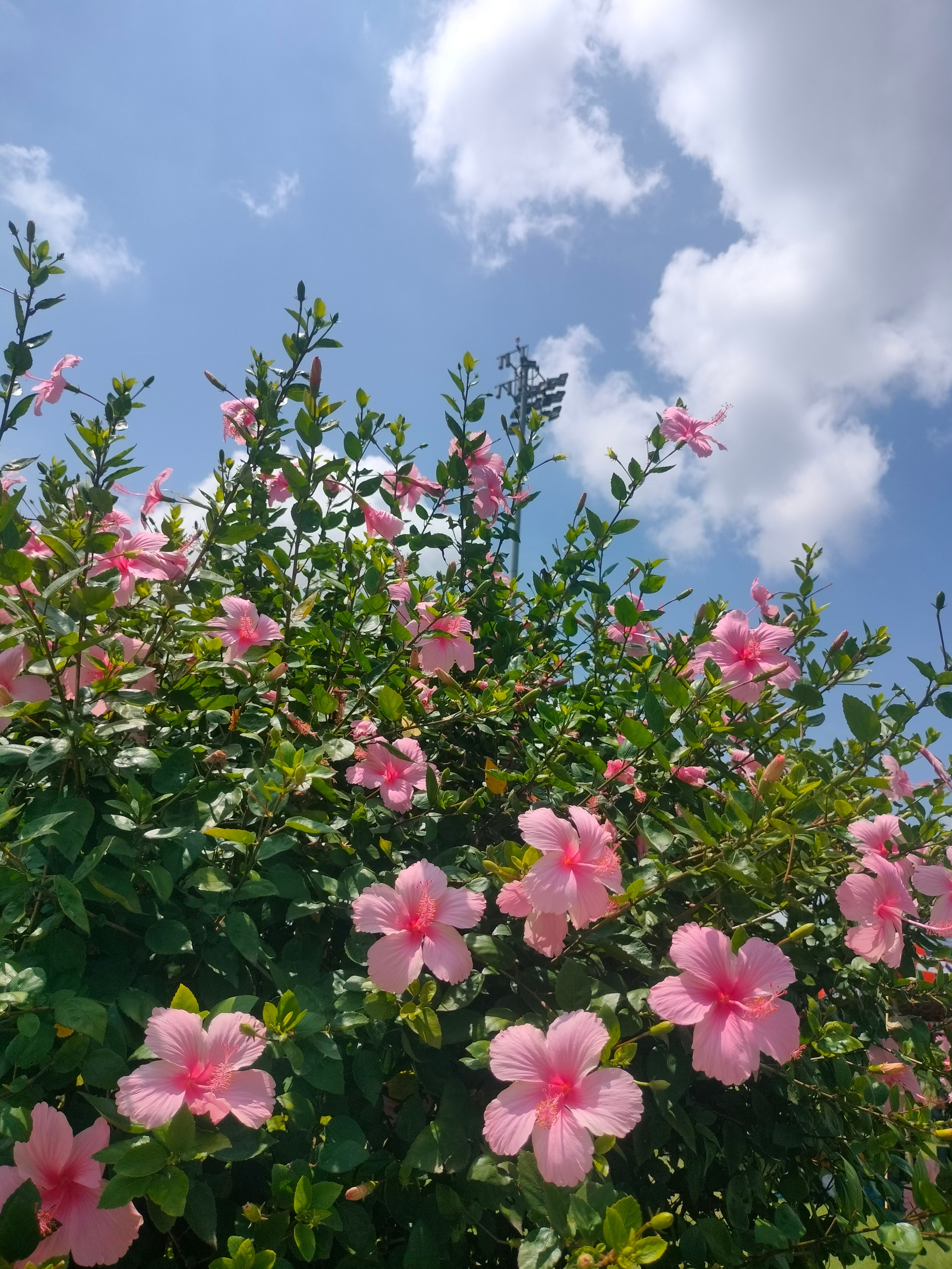 [ColoSach]-bright-pink-hibiscus-flowers-bloom-under-a-clear-blue-sky,-capturing-the-essence-of-a-sunny-day.