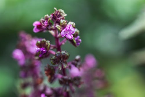 Closeup of small delicate blooming purple thyme flowers growing in green garden on sunny day