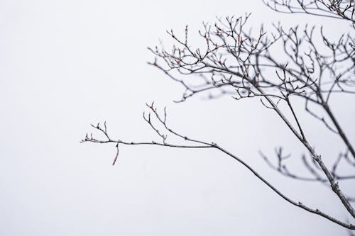 Leafless tree branches in winter forest