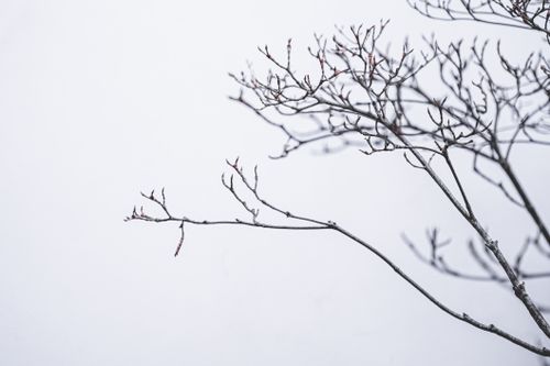 Free Fragile delicate branches of leafless tree growing in peaceful terrain against white background on winter day Stock Photo