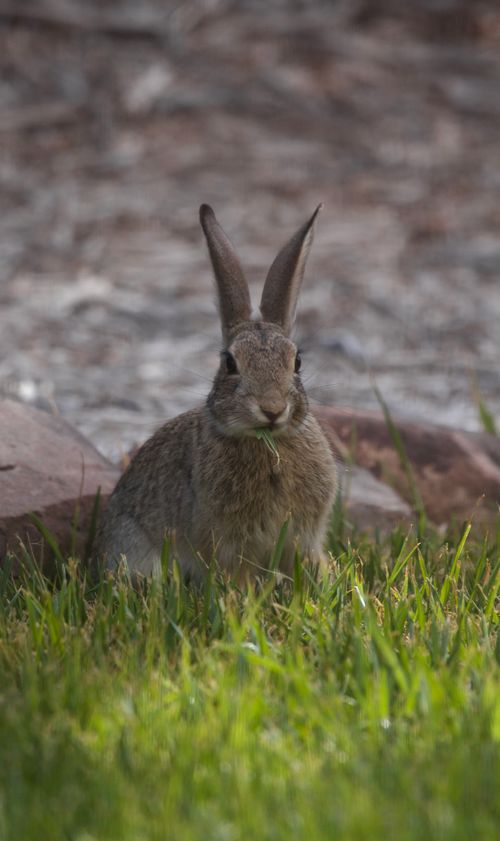 Free A wild rabbit sitting in lush green grass capturing the essence of spring. Stock Photo