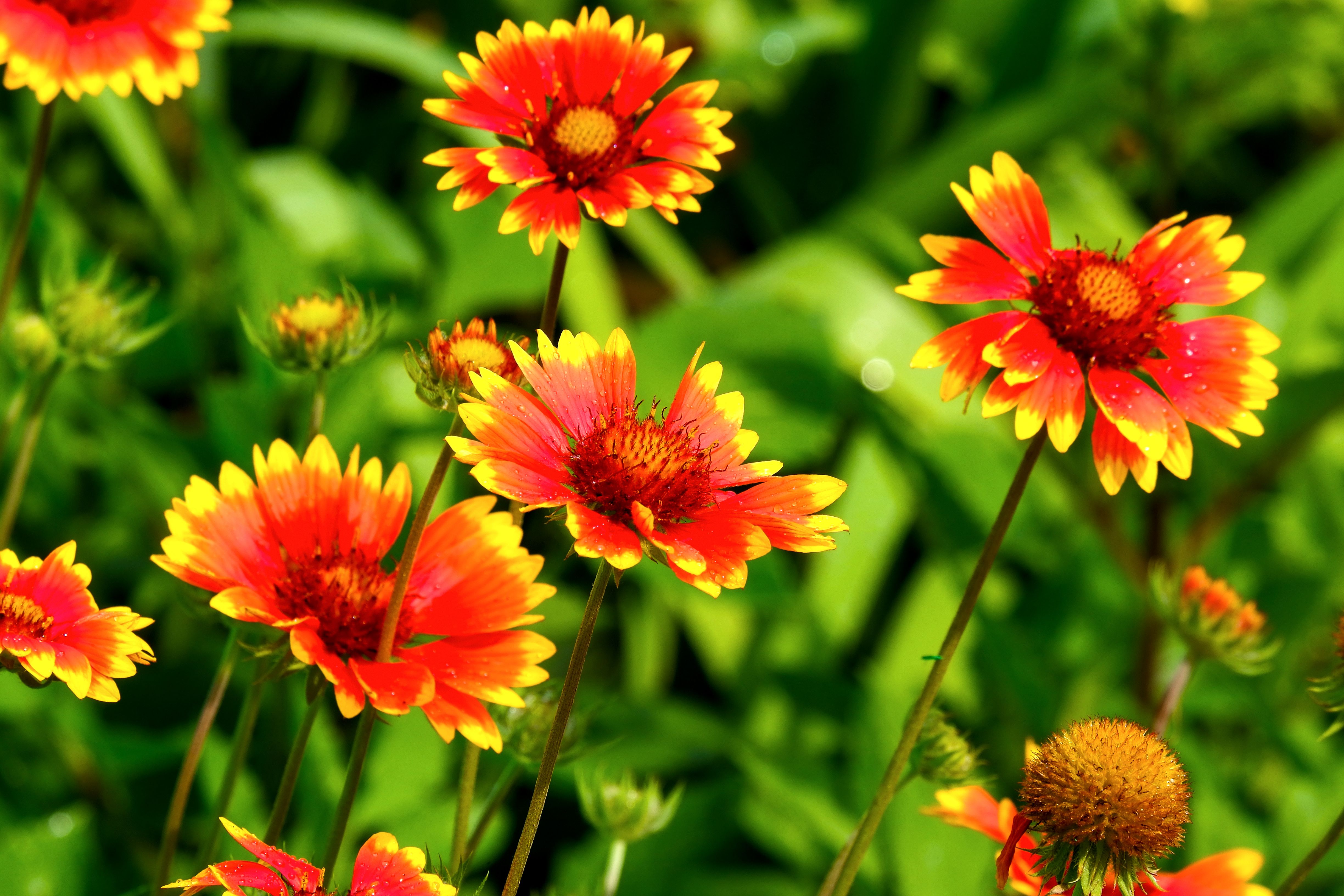 [ColoSach]-bright-orange-and-yellow-gaillardia-flowers-in-full-bloom-against-a-lush-green-background.