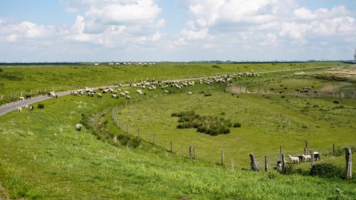 Free A peaceful herd of sheep grazing along the green coastal fields of Cuxhaven, Germany. Stock Photo