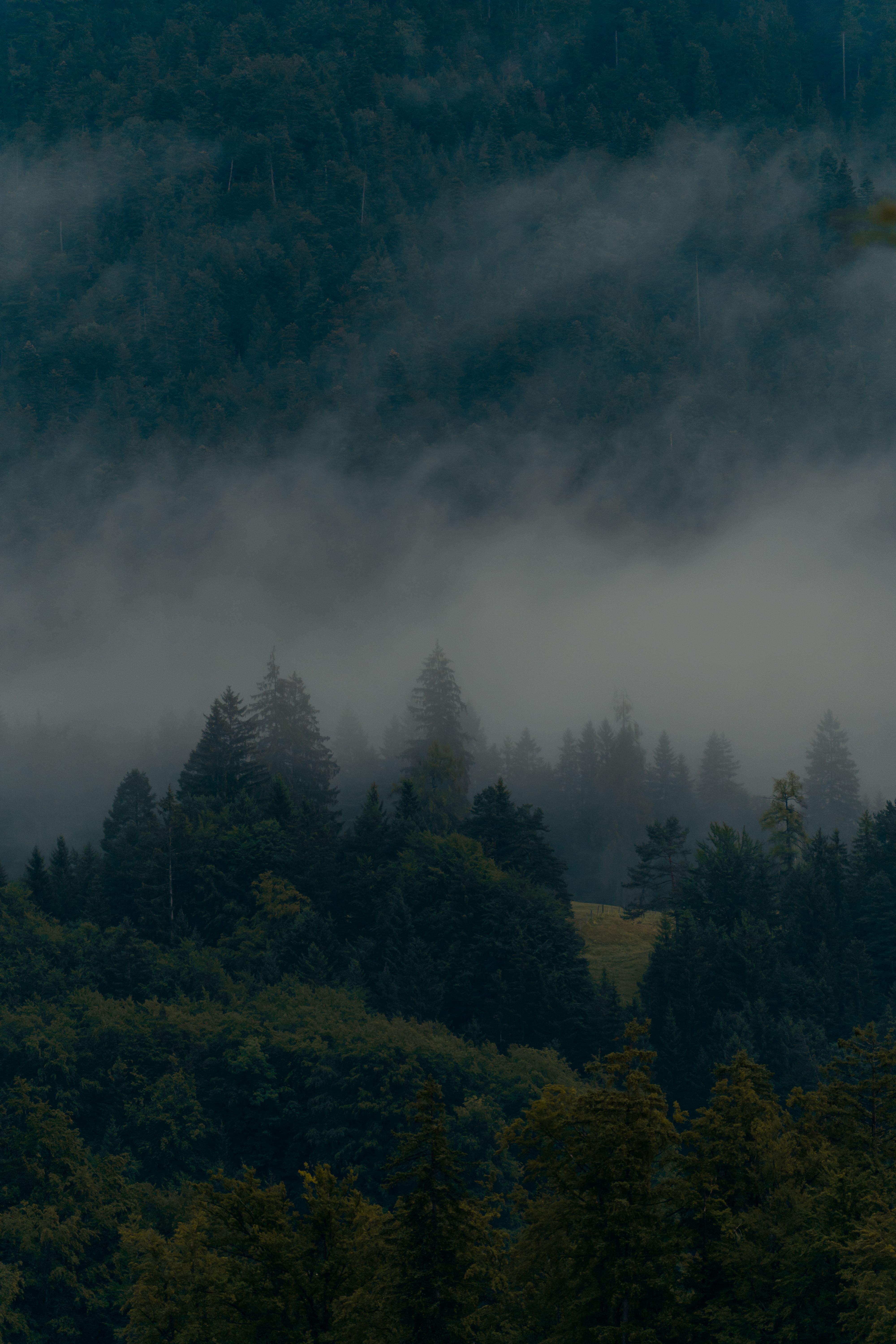 Serene misty forest scene with dense trees shrouded in fog, creating a tranquil and ethereal atmosphere.. pexels, serene, mis
