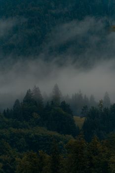 Serene misty forest scene with dense trees shrouded in fog, creating a tranquil and ethereal atmosphere.. pexels, serene, mis